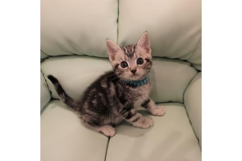 成約済の大阪府のアメリカンショートヘア-6111の1枚目